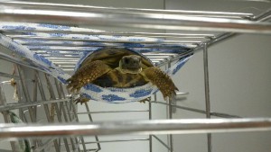 Tortue en nage^^