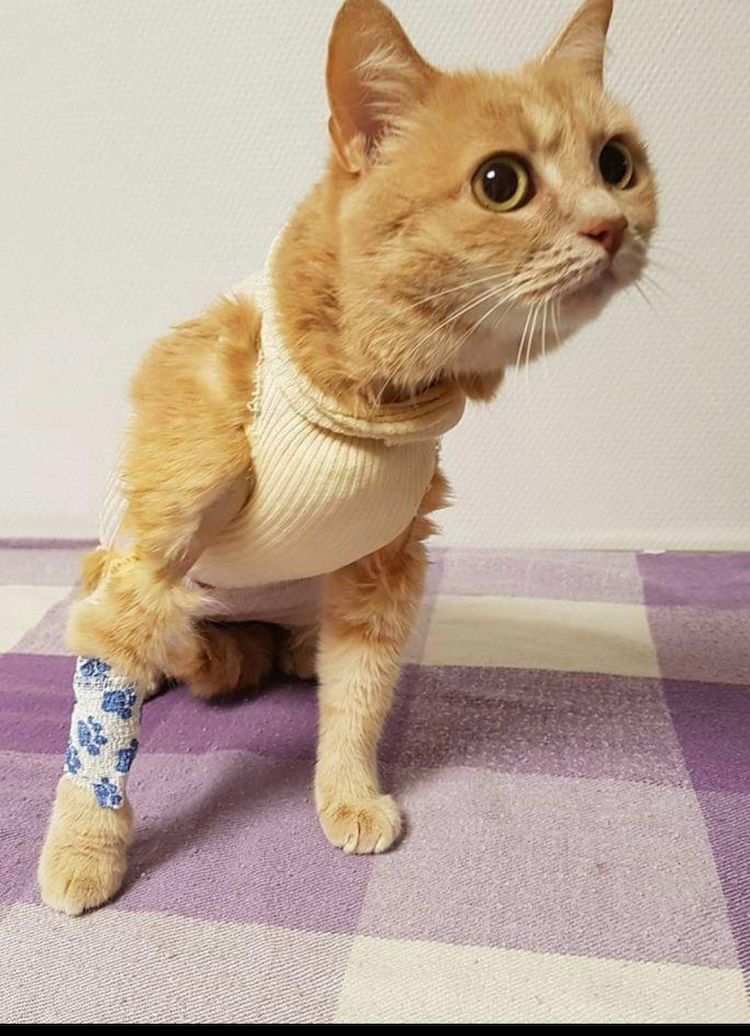 Screenshot_20221009-222236_Facebook