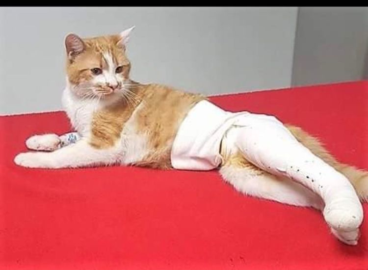 Screenshot_20221009-222421_Facebook