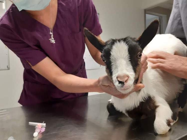 FB_IMG_1665317492631